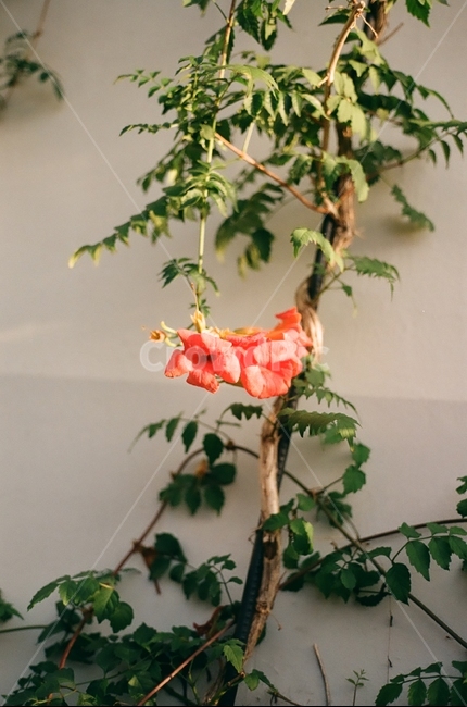 꽃,햇빛,나무,따뜻함,flower,식물,자연,plants,nature,꽃,flower