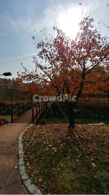 단풍,단풍나무,다리,낙엽,단풍잎,하늘,가을,계절,fall,autumn,season,tree,나무,plant,식물