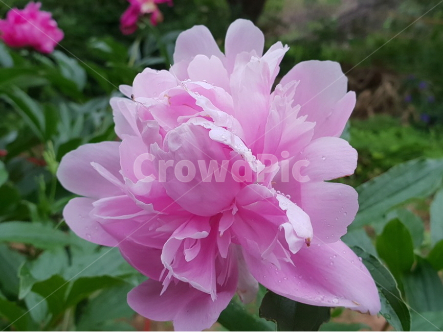 꽃,flower,nature,꽃술,beautifulflowers,다년생,숙근성,자연,작약,분홍색,봄꽃,peony,겹꽃,핑크,pink,배경,배경이미지,배경화면,식물,자연,plants,nature,꽃,flower