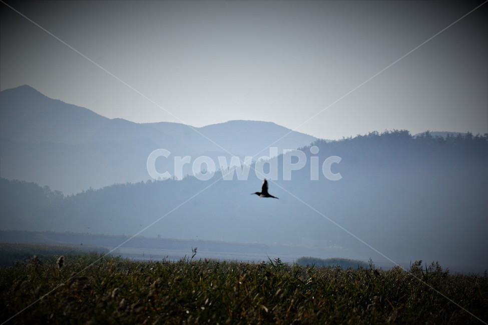 가을,갈대,자연,식물,하늘,산,풍경,nature,fall,autumn,sky,새,자연,풍경,nature,landscape,한국자연풍경,한국자연경관,korea nature landscape,동물,animal,조류,새,birds,bird