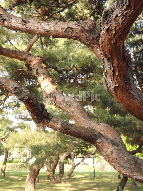 의림지,숲,소나무,나무,유원지,제천,자연,풍경,nature,landscape,식물,plants,나무,trees,wood,tree,plant,tree trunk,나무 줄기