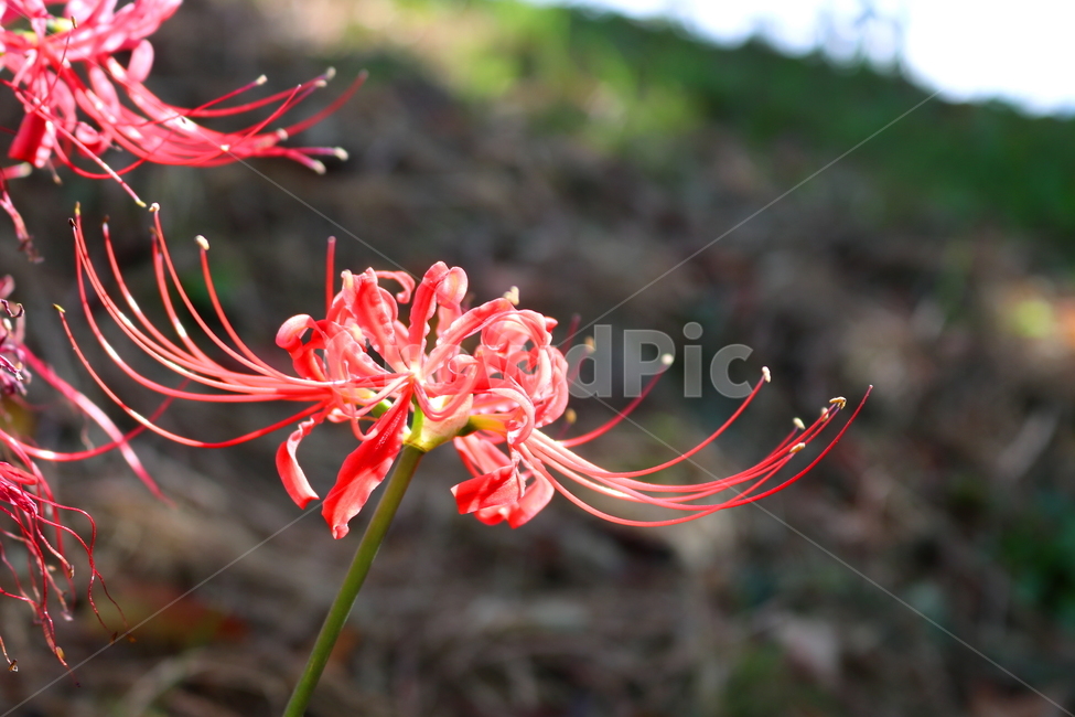 꽃,꽃무릇,수선화과,식물,자연,붉은상사화,붉은색꽃,식물,자연,plants,nature,꽃,flower