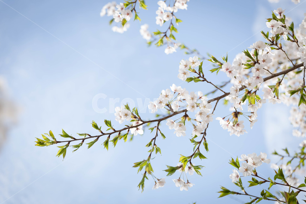 봄,벚꽃,꽃잎,flower,cheeryblossom,봄꽃