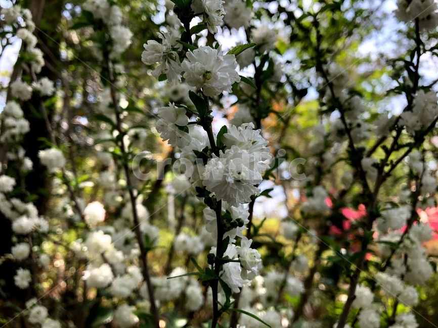 꽃,봄꽃,flower,white,초록,하얀,흰색,푸른,풀,자연