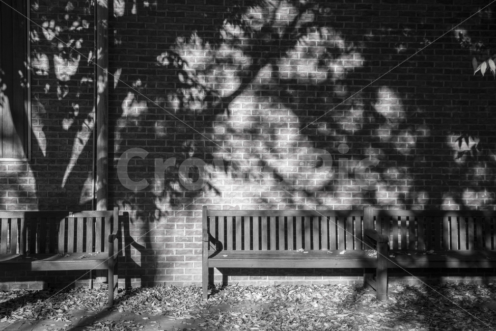흑백,분위기,쓸쓸,의자,그늘,가을,계절,fall,autumn,season,흑백,모노톤,monochrome,black and white,furniture,가구,bench,벤치,park bench,공원 벤치
