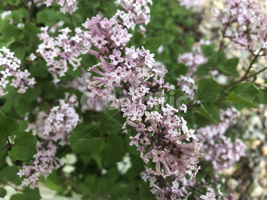 잎사귀,풀,꽃,spring,flower,봄