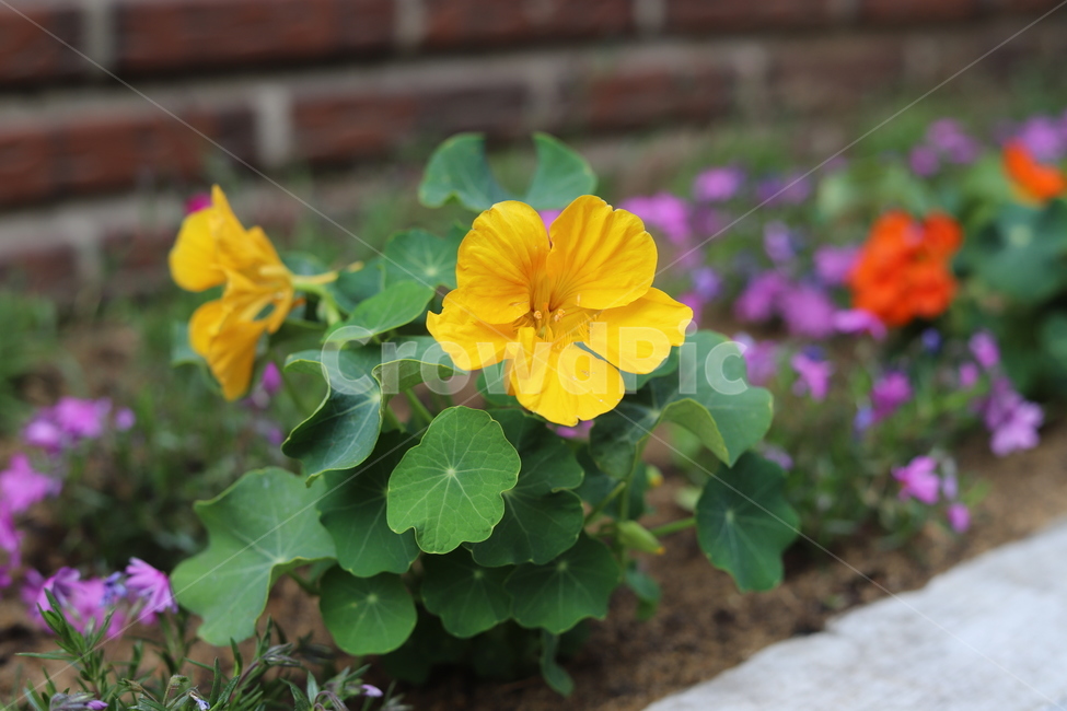 flower,blossom,식물,작은꽃,들풀,야외,노랑,화단,꽃,식물,자연,plants,nature,꽃,flower