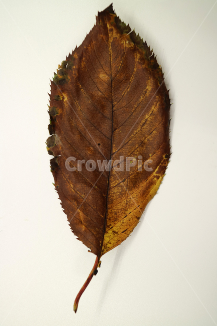 낙엽,가을,나뭇잎,잎,잎사귀,계절,식물,자연,가을낙엽,fallenleaves,deadleaves,오브젝트,누끼,가을,계절,fall,autumn,season,veins,정맥