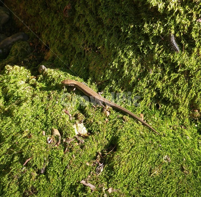 도마뱀,장지도마뱀,이끼,파충류,꼬리,동물,animal,파충류,양서류,reptile,amphibian