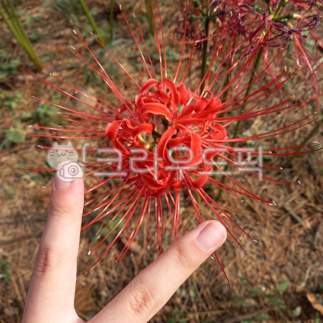 꽃무릇,plant,식물,꽃,flower,human,사람