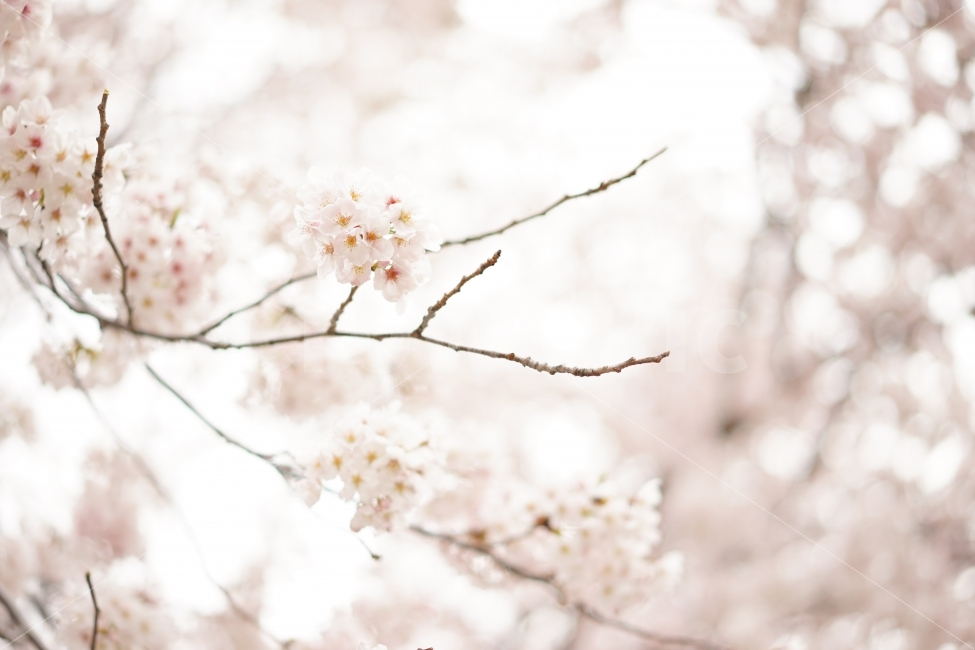 벚꽃,꽃,감성,따뜻함,분홍,cherryblossom,flower,sensitivity,sensibility,warm,pink,봄,계절,spring,season,식물,자연,plants,nature,꽃,flower,감성,sensible,feeling,plant,blossom
