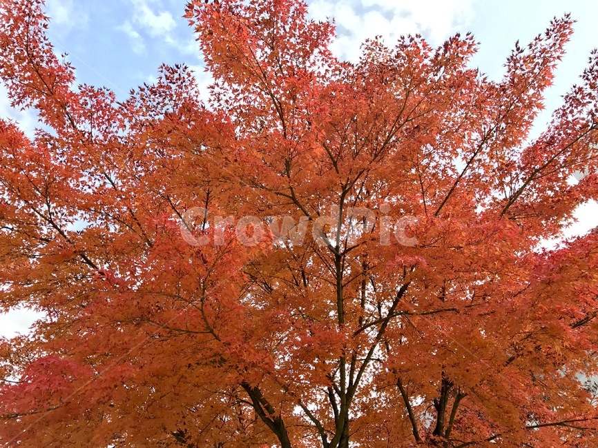 단풍,가을,가을하늘,단풍나무,단풍잎,가을,계절,fall,autumn,season,tree,나무,plant,식물,maple