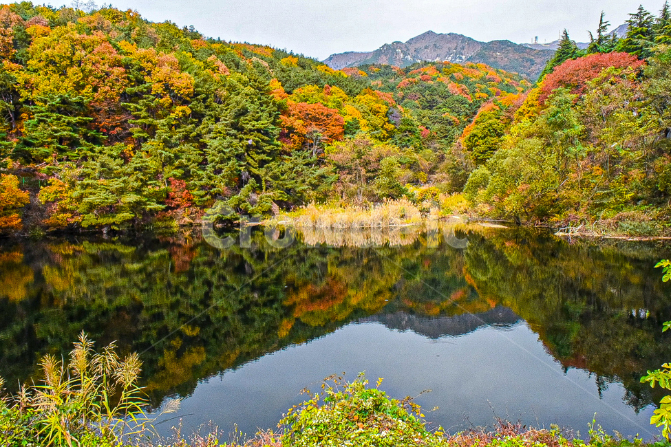 nature,자연,water,물,outdoors,옥외,가을,단풍,가을,계절,fall,autumn,season,식물,자연,plants,nature