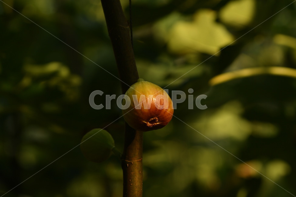 자연,꽃,가을,무화과,과일,과일,열매,fruit