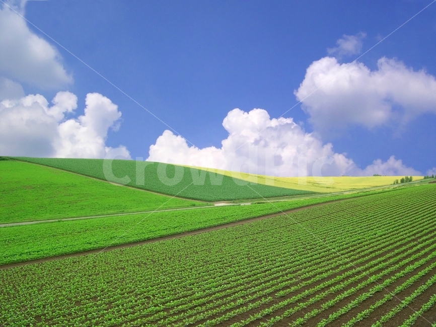 풍경,배경,배경이미지,배경사진,백그라운드,빽그라운드,background,풍경사진,바탕화면,바탕이미지,하늘,구름,자연,밭,논밭,농업,농사,작물,농작물,전원,시골,언덕,들판,자연,풍경,nature,landscape,시골,마을,country,rural,town,outdoors,옥외