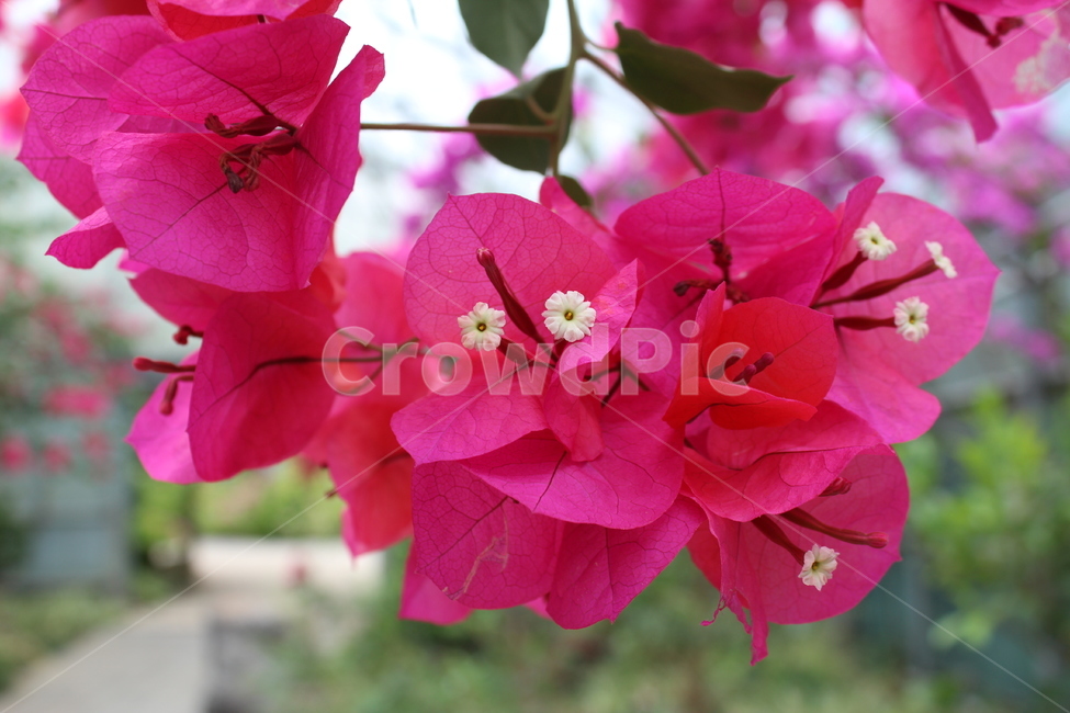 식물,꽃,제주도,부겐빌레아,핑크,식물,자연,plants,nature,꽃,flower