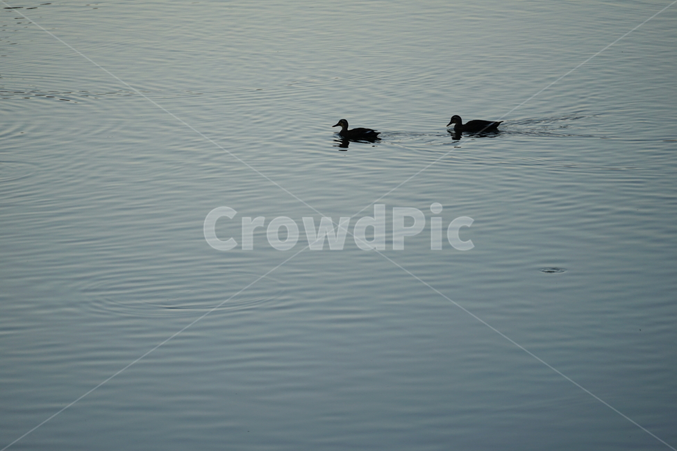 water,물,outdoors,옥외,animal,동물,bird,새,ripple,리플,청둥오리,성내천,파장,동물,animal,조류,새,birds