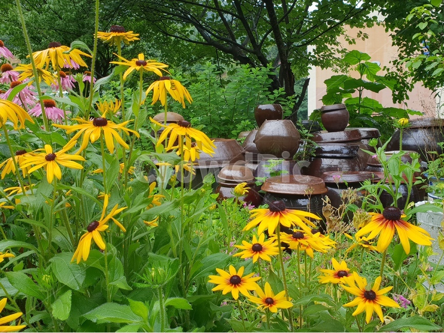 루드베키아,아름다운꽃,자연,여름,감성,계절,꽃,식물,배경이미지,beautifulflowers,plant,nature,노랑색,에키네시아,green,항아리,장독대,배경,배경화면,식물,자연,plants,nature,꽃,flower