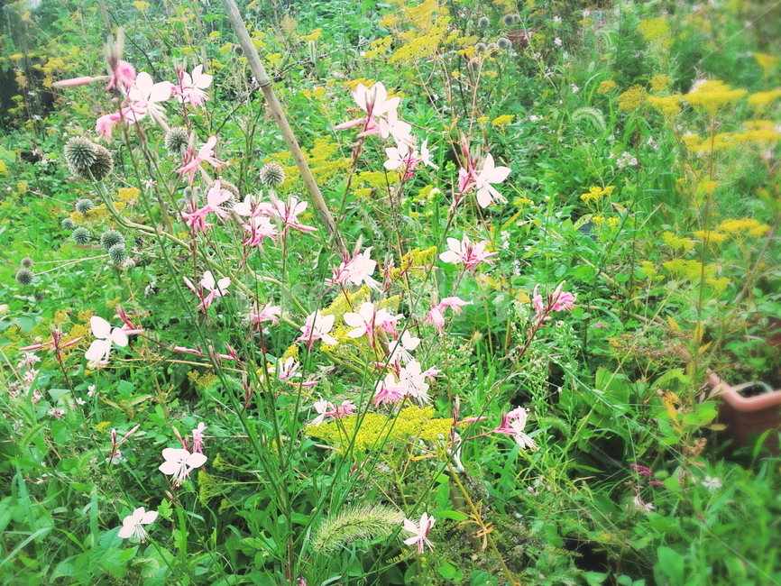 정원,작은꽃,분홍색꽃,길가,핑크색꽃,들판,식물,자연,plants,nature,꽃,flower