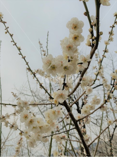 꽃,plant,blossom,식물,flower,매화,매화꽃,매실나무,매화축제,봄,spring,매화마을