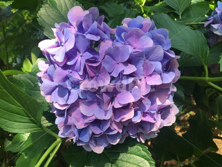보라,식물,blossom,flower,꽃,제라늄,식물,자연,plants,nature,꽃,flower