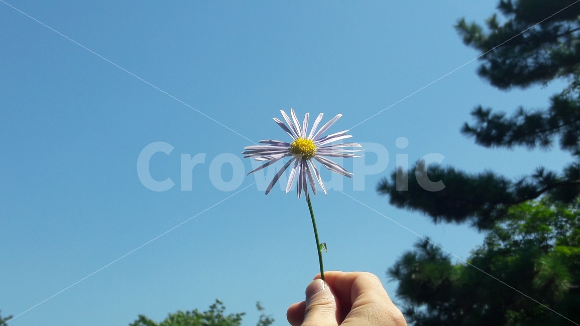 자유공원,하늘,파란,국화,어울림,식물,자연,plants,nature,꽃,flower,사람,인물,인간,human,person,신체일부,몸,body