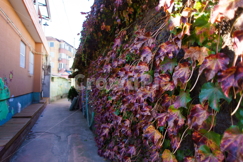 가을,담쟁이,골목길,시골길,담벼락,가을,계절,fall,autumn,season,골목길,alley,plant,식물