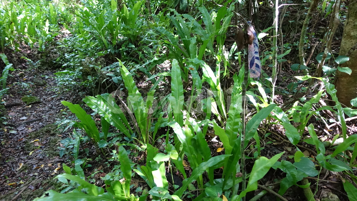 자연,nature,green,초록,plant,jungle,밀림,rainforest,열대우림