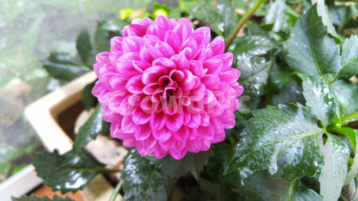 달리아,꽃,plant,식물,flower,식물,자연,plants,nature,꽃,flower