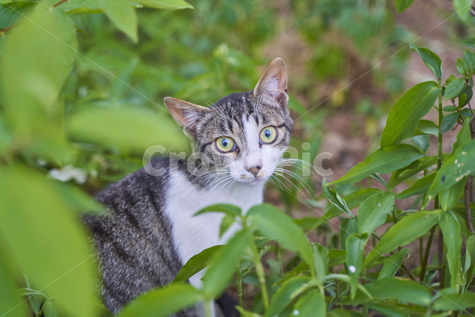 고양이,야옹이,길고양이,동물,kitty,동물,animal,포유류,mammal,고양이,cat,kitten,kitty