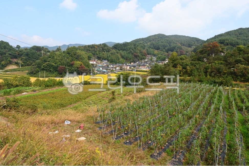 nature,자연,outdoors,옥외,field,들,경남,거창,소야마을,거창소야마을,소야마을다랭이논,다락논,농경지,농업,거창들녁,가을,계절,가을들녁,다랭이논,벼농사,도마토밭,도마토