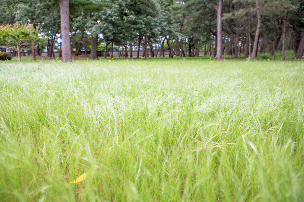 대릉원,풀,경주,힐링,green,nature,자연,식물,자연,풍경,nature,landscape,plant,grass,잔디,vegetation,초목