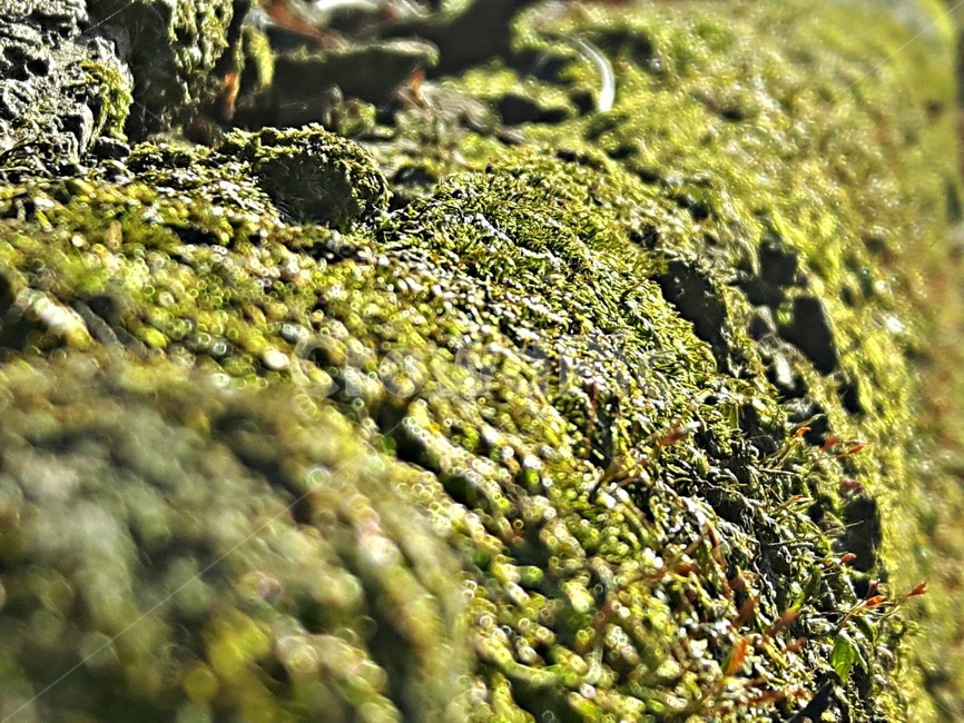 이끼,나무,고목,푸른이끼,자연,초록,moss,mossy,trees,tree,nature,식물,자연,plants,nature,나무,trees,wood