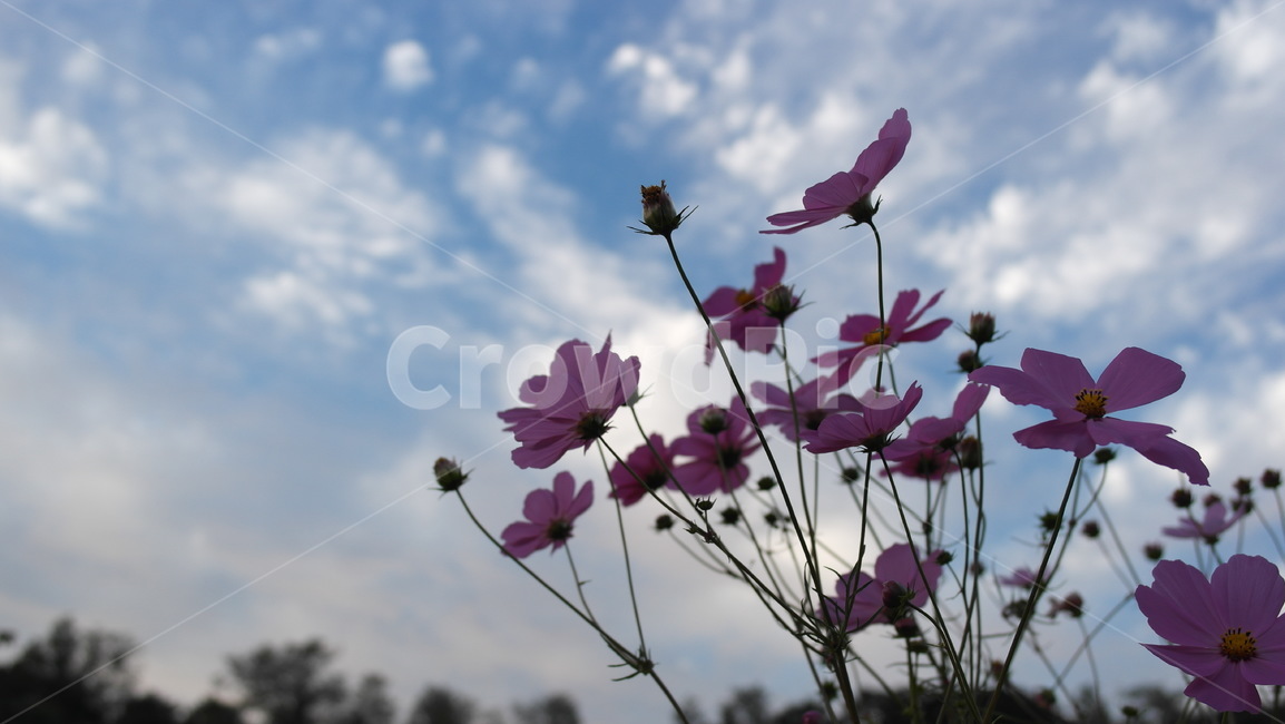 코스모스,가을,꽃,cosmos,flower,sky,fall,하늘,구름,cloud