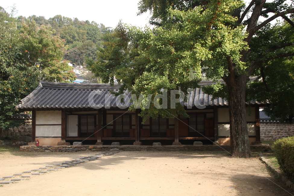 명륜당,은행나무,은행,전주한옥마을,전주향교,향교,식물,나무,plant,ginkgotree,ginkgo,가을,한국전통,한국문화,korean traditional,korean culture,건축물,건물외관,exterior,building,structure,architecture,construction