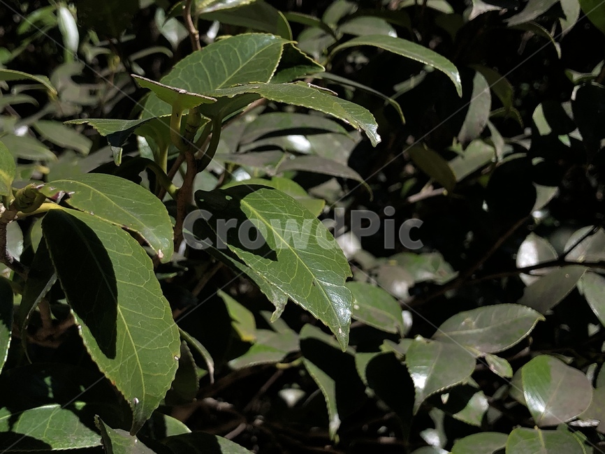 식물,flower,꽃,잎,leaf