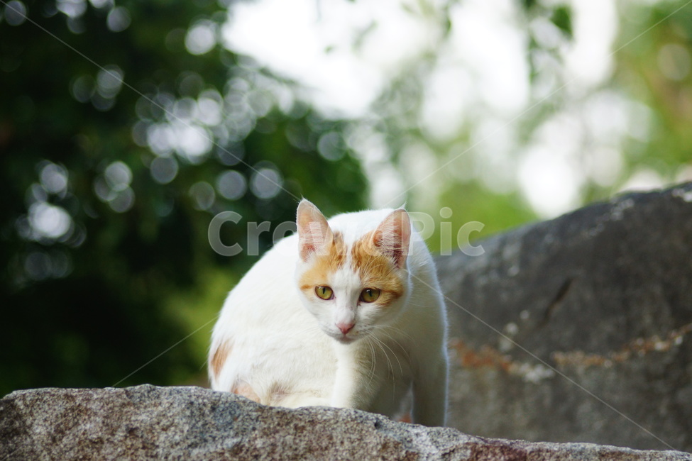 manx,포유류,animal,mammal,동물,cat,고양이,pet,동물,animal,포유류,mammal,고양이,cat,kitten,kitty