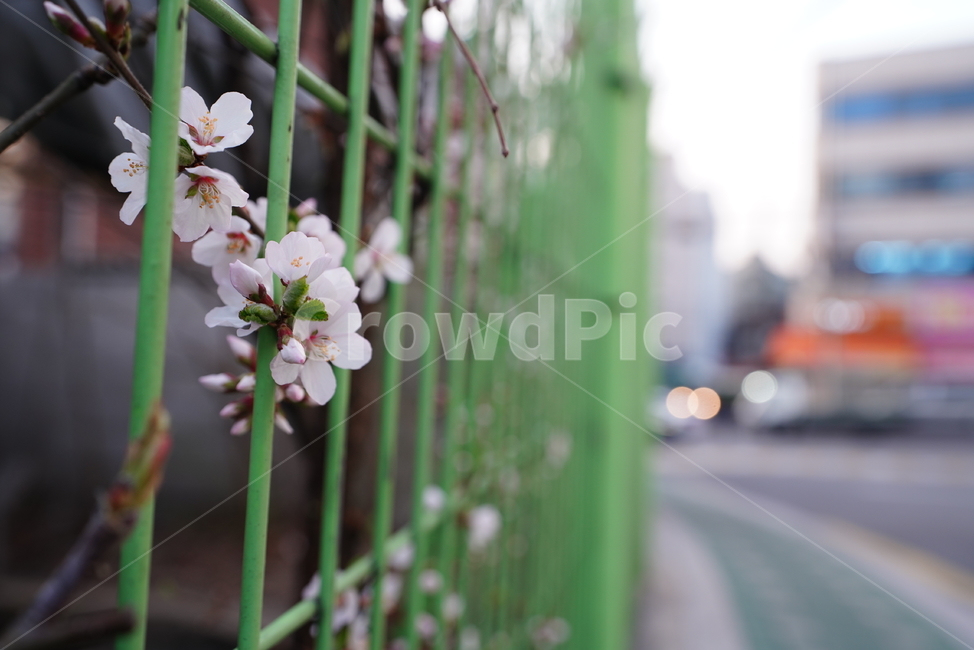 벚꽃,봄꽃,봄,계절,느낌,감성,색감,화이트,꽃,플라워,생물,식물,flower,생명,식물,자연,plants,nature,꽃,flower