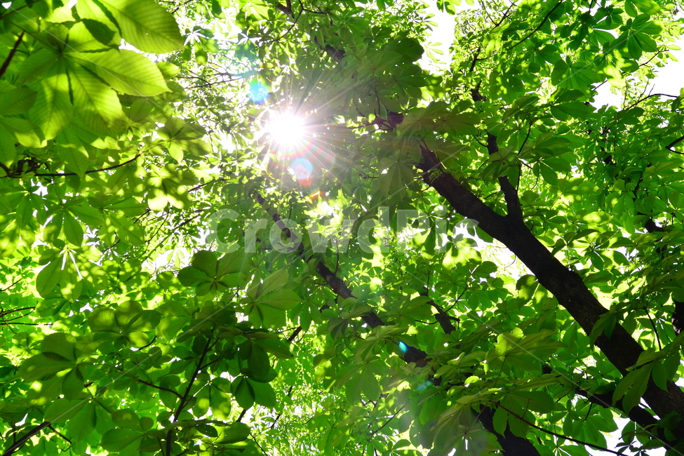 숲,녹색,힐링,그린,초록,healing,green,forest,plant,leaves,5월,6월,풍경,자연,엽록소,산소,울창한,그늘,나뭇잎,잎새,나무,줄기,싱그러운,청정,공기,에어,air,clean,무공해,햇살,햇빛,활엽수,숲속,자연,풍경,nature,landscape,식물,plants,나무,trees,wood,light,빛,flare,플레어,sunlight