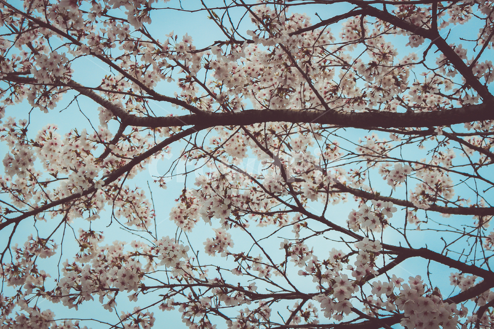 봄,벚꽃,감성,식물,분위기,따뜻,봄,계절,spring,season,plant,blossom,꽃,cherry blossom,flower