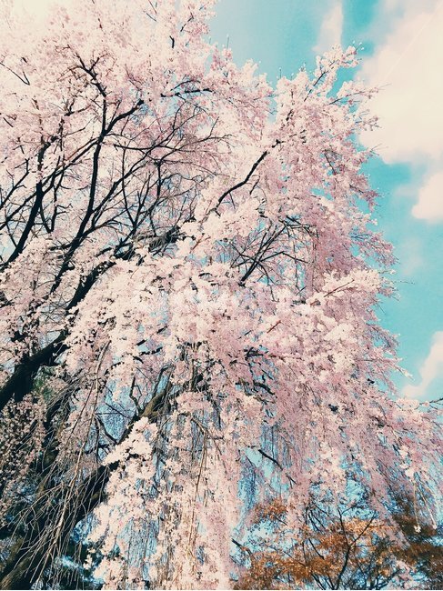 spring,healing,weeping cherry blossoms,Cherry Blossom,beauty