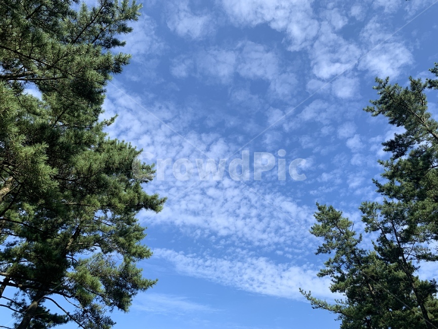 산,하늘,자연,제주,사려니숲길,날씨