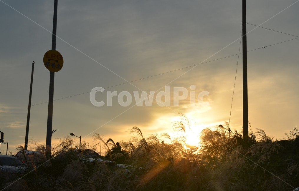 노을,억새,갈대,가을,하늘,오후,산,숲,가을,계절,fall,autumn,season,자연,풍경,nature,landscape,grass,잔디,plant,식물