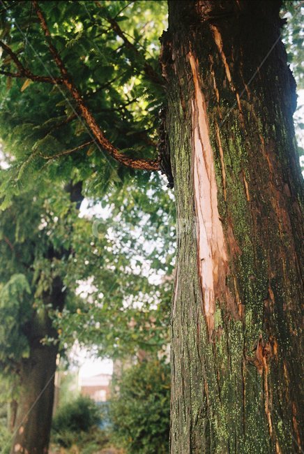자연,풍경,감성사진,필름,필름사진,느티나무,나무,가로수,식물,자연,plants,nature,나무,trees,wood