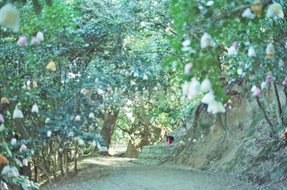 영화용필름,거리,일상,필름,길거리,자연,풍경,nature,landscape,vegetation,초목,plant,식물,outdoors,옥외,tree,나무,forest,숲,land,땅,grove,작은 숲,woodland,삼림지