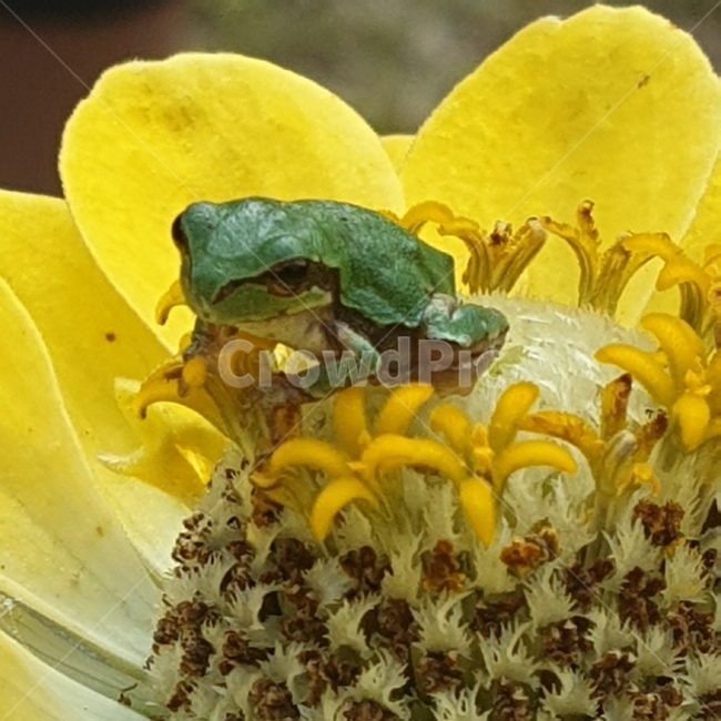 백일홍,꽃,노오란꽃,개구리,청개구리,귀여운,작은,동물,animal,파충류,양서류,reptile,amphibian