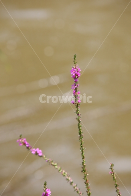 꽃,분홍,식물,분홍꽃,화려함,식물,자연,plants,nature,꽃,flower