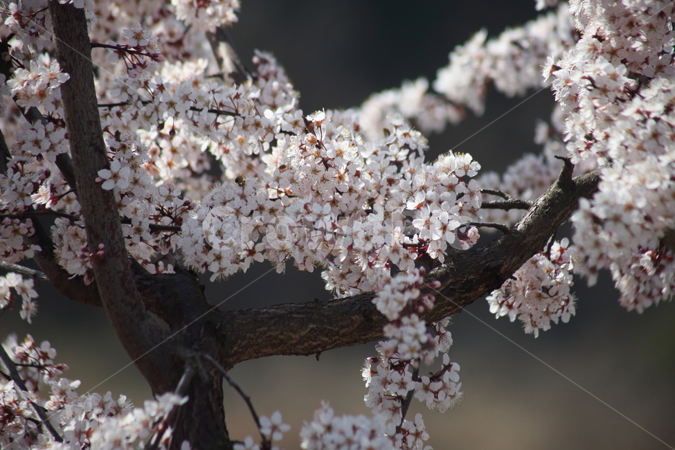 꽃,식물,양벚나무,봄,flower,봄,계절,spring,season,식물,자연,plants,nature,꽃,flower,plant,blossom,cherry blossom,벚꽃,fungus,진균류