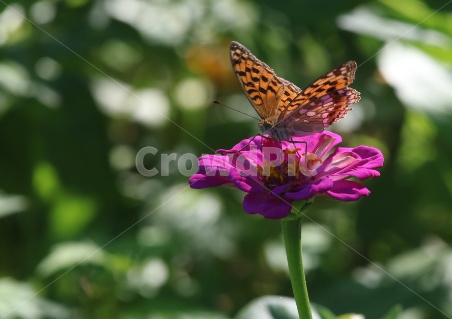 호랑나비,백일홍,가을,flower,나비,식물,자연,plants,nature,꽃,flower,곤충,벌레,insect,bug