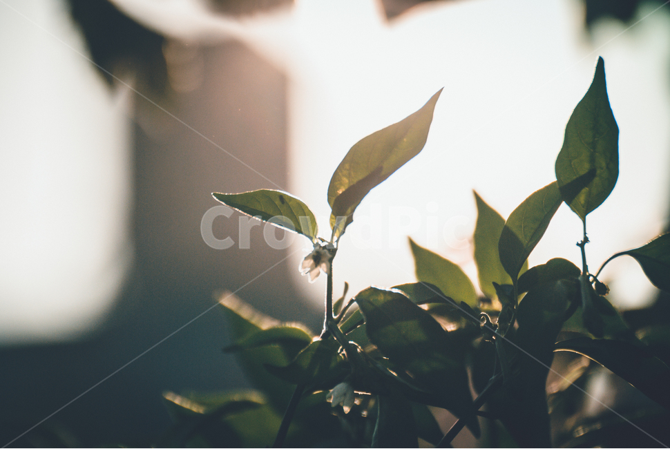 피어나는꽃,아웃포커싱,꽃잎,후광,풀,식물,자연,plants,nature,감성,sensible,feeling